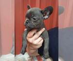Small Photo #4 French Bulldog Puppy For Sale in COTTAGEVILLE, SC, USA