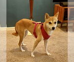 Small #1 Shiba Inu