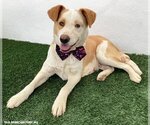 Small #2 Labrador Retriever Mix