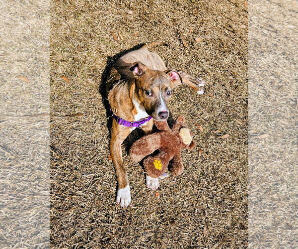 Medium Photo #4 Mutt Puppy For Sale in Mount Pleasant, SC, USA