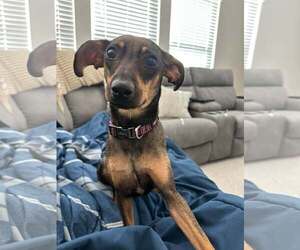 Mei - Female Dachshund-Unknown Mix Dog for Adoption - Photo #3