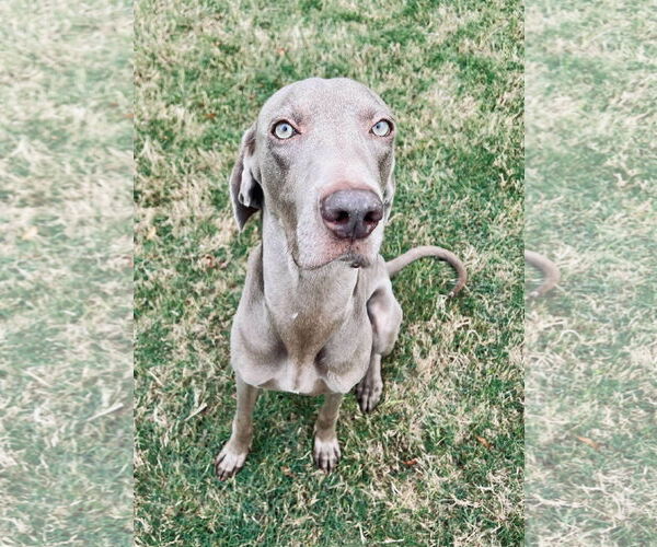 Medium Photo #8 Weimaraner Puppy For Sale in Fort Worth, TX, USA