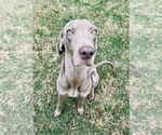 Small #7 Weimaraner