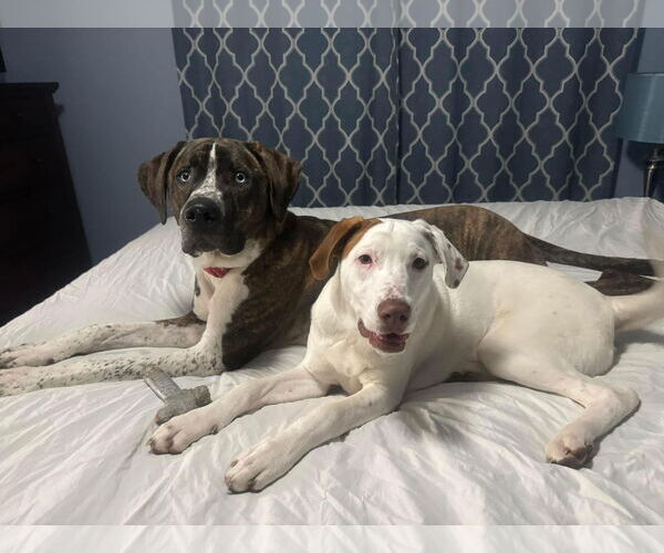 Medium Photo #11 Bullboxer Pit Puppy For Sale in Germantown, OH, USA