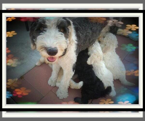 Medium Photo #7 Sheepadoodle Puppy For Sale in RIALTO, CA, USA