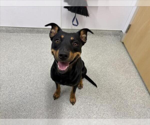 Medium Photo #1 Rottweiler-Unknown Mix Puppy For Sale in Fort Collins, CO, USA