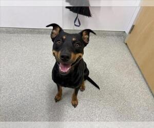 Rottweiler-Unknown Mix Dogs for adoption in Fort Collins, CO, USA