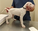 Small Photo #5 Dogo Argentino Puppy For Sale in KATY, TX, USA