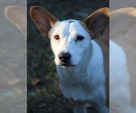Small #5 Mutt