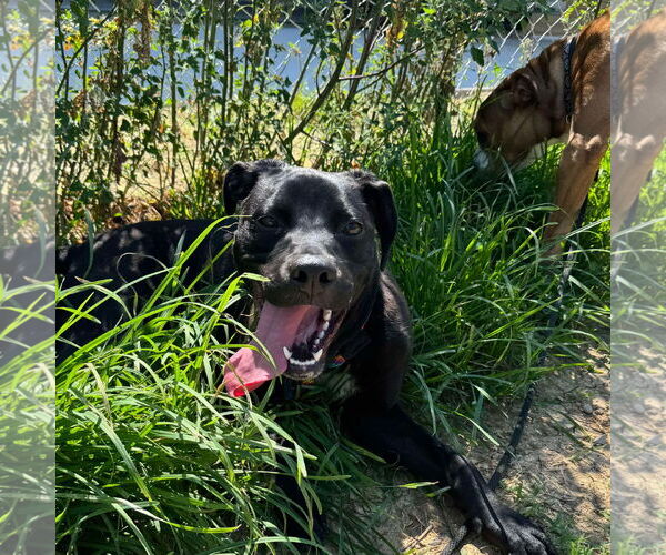 Medium Photo #23 Labrador Retriever-Unknown Mix Puppy For Sale in Germantown, OH, USA