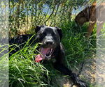 Small #22 Labrador Retriever Mix