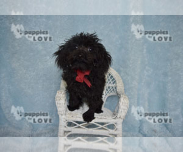 Medium Photo #11 Poodle (Toy) Puppy For Sale in SANGER, TX, USA