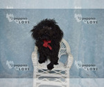 Small #10 Poodle (Toy)