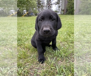 Shepradors Puppy for sale in PARK RAPIDS, MN, USA