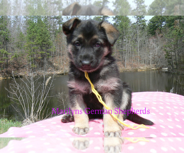 Medium Photo #5 German Shepherd Dog Puppy For Sale in PIEDMONT, MO, USA