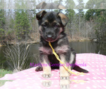 Small #4 German Shepherd Dog