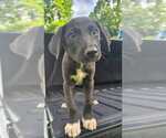 Small #7 Labrador Retriever