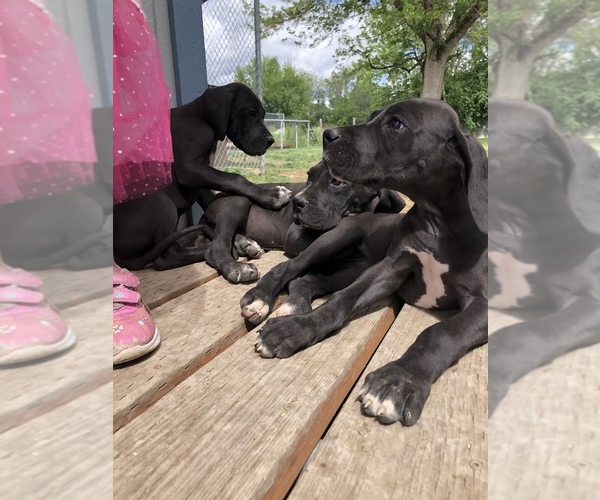 Medium Photo #5 Great Dane Puppy For Sale in CALDWELL, ID, USA