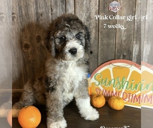 Saint Berdoodle Puppy for sale in PAW PAW, MI, USA