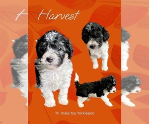 YorkiePoo Puppy for sale in CLOVER, SC, USA