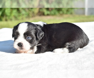Auss-Tzu Puppy for sale in PALM COAST, FL, USA