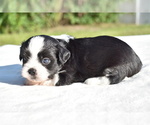 Small Auss-Tzu