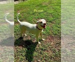 Small Labrador Retriever Mix