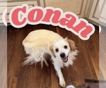 Small Chihuahua Mix