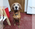 Small #11 Coonhound