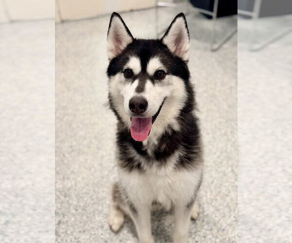 Medium Photo #2 Siberian Husky Puppy For Sale in Manahawkin, NJ, USA
