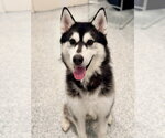 Small #1 Siberian Husky