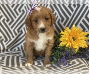 Goldendoodle-Poodle (Miniature) Mix Puppy for sale in CEDAR LANE, PA, USA