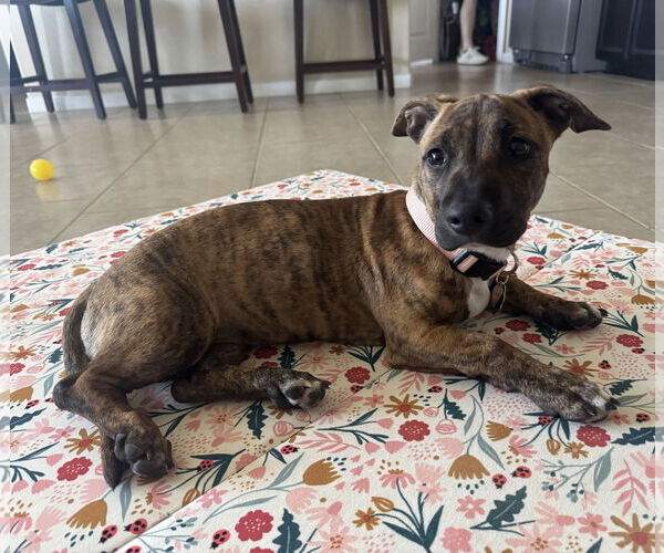 Medium Photo #2 Dachshund-Unknown Mix Puppy For Sale in HOUSTON, TX, USA