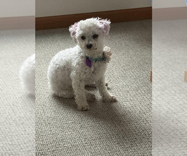 Medium Photo #1 Bichon Frise Puppy For Sale in Mukwonago, WI, USA