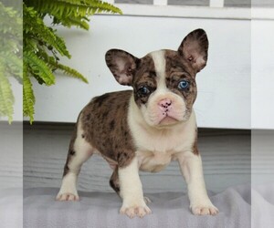 Faux Frenchbo Bulldog Puppy for sale in NARVON, PA, USA