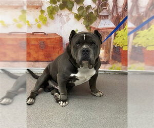 Mutt Dogs for adoption in San Bernardino, CA, USA