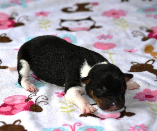 Medium Photo #8 Rat Terrier Puppy For Sale in PETERSBURG, PA, USA