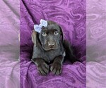 Small Photo #4 Labrador Retriever Puppy For Sale in GLEN ROCK, PA, USA