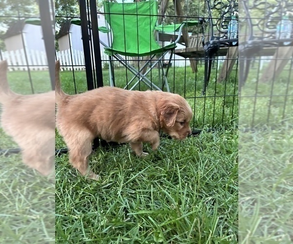 Medium Photo #7 Goldendoodle (Miniature) Puppy For Sale in GROVE CITY, OH, USA