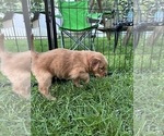 Small #6 Goldendoodle (Miniature)