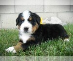 Puppy Jenny Bernese Mountain Dog