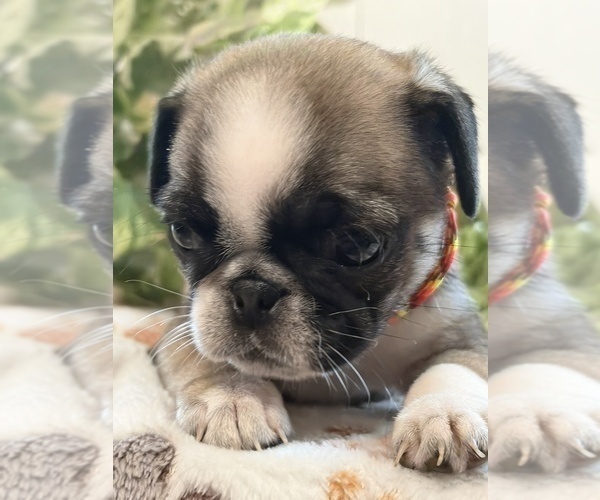 Medium Photo #1 Pug Puppy For Sale in SPRING CITY, PA, USA