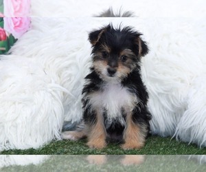 YorkiePoo Puppy for sale in MARIETTA, GA, USA