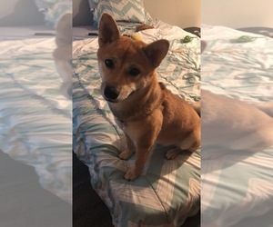 Shiba Inu Puppy for sale in WEST QUINCY, MA, USA