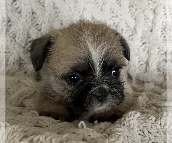 Medium Photo #6 French Bulldog Puppy For Sale in DENTON, MD, USA
