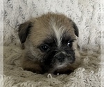 Small #5 French Bulldog