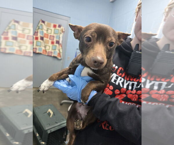 Medium Photo #2 Chihuahua-Unknown Mix Puppy For Sale in Evansville, IN, USA