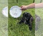 Small #3 Bernedoodle
