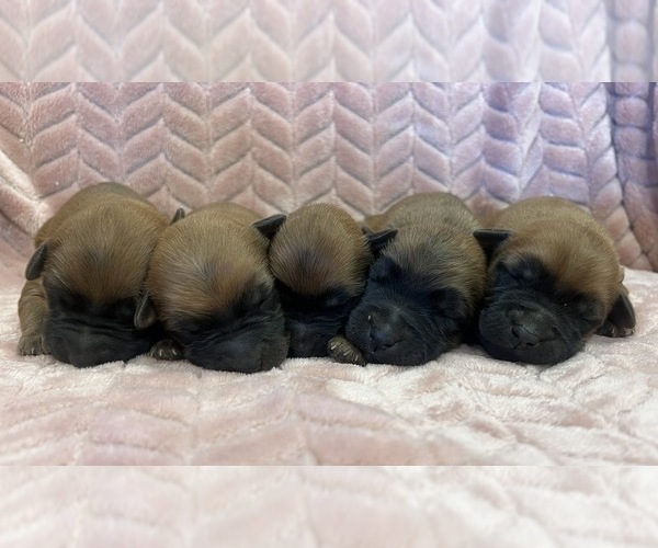 Medium Photo #1 Soft Coated Wheaten Terrier Puppy For Sale in SALEM, MO, USA