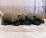 Image preview for Ad Listing. Nickname: Wheaten girls